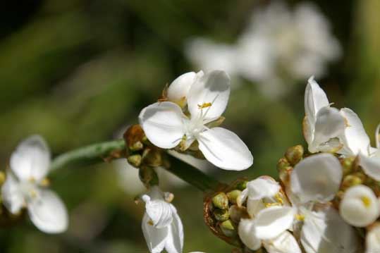 l chilensis flor